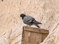 Felsentaube auf einer Kiste